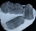 Triple Struveaspis Trilobite - Unusual Phacopid From Jorf #2967-2